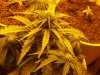 plants 024.jpg