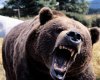 scary-angry-bear.jpg