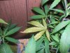 rusty spots 2.jpg