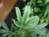 grow 3 007.jpg