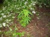 DSC03831.jpg
