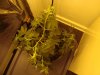 DSC05387.jpg