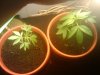 3leaves.jpg