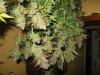 Purple Widow 2.jpg