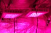 IMG_4419.jpg IMG_4419.jpg