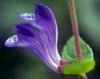 skullcap 1.jpg