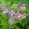 Skullcap 2.jpg