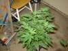 DSC00711.jpg