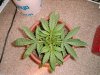 1st april day 10th day under light.jpg
