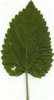 scullcap leaf.jpg