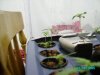 early seedlings.JPG