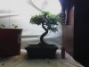 bonsai may 8th 07.jpg