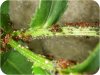 red_ants_2.jpg