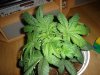 plant 001.jpg