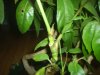mystery plant5.jpg