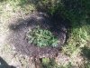 2010-05-15 15.36.00.jpg