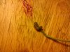 worm 038.jpg