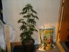 DSC00272.jpg