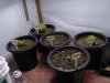 DSC02935.jpg