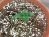 1 week old3.jpg