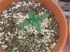1 weekd old4.jpg