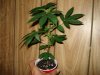 DSC00707.jpg