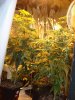 DSC00703.jpg