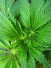 plant3.jpg plant3.jpg