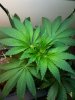 plant2.jpg plant2.jpg