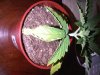 IMG00088-20100519-1903.jpg
