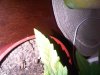 IMG00090-20100519-1904.jpg