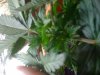 White widow 002.jpg