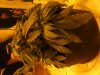 DSCF3132.jpg