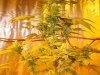 sub-zero-113187-albums-dinafem-blue-hash-grow-picture946414-dsc02017.jpg