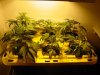 05-05-10_Eleven_Days_Veg.jpg