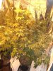DSC02022.jpg