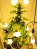 kushberry 005_cleaned.jpg