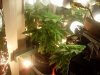 grow 002.jpg