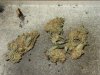 DSC02073.jpg
