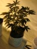 DSC01500.jpg