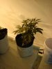 DSC01504.jpg