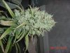 yummy 060.jpg