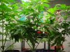 sub-zero-113187-albums-world-seeds-strawberry-blue-picture952176-bushy.jpg
