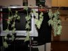 nlharvest03.jpg