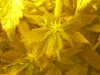 new flowering pics.15th 001.jpg new flowering pics.15th 001.jpg
