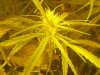 new flowering pics.15th 003.jpg new flowering pics.15th 003.jpg