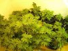 plant prob 002.jpg