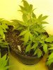 plant prob 004.jpg