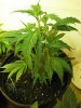 plant prob 005.jpg