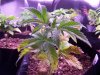 Seedlings bad.jpg